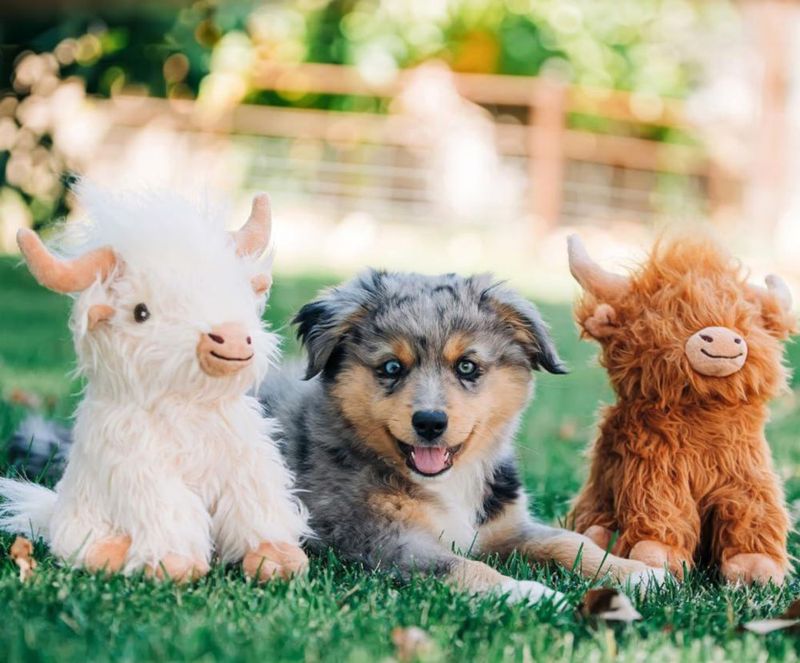 Juguete para perro Multipet Vaca de las Tierras Altas 36 cm Pack de 2 con chirrido