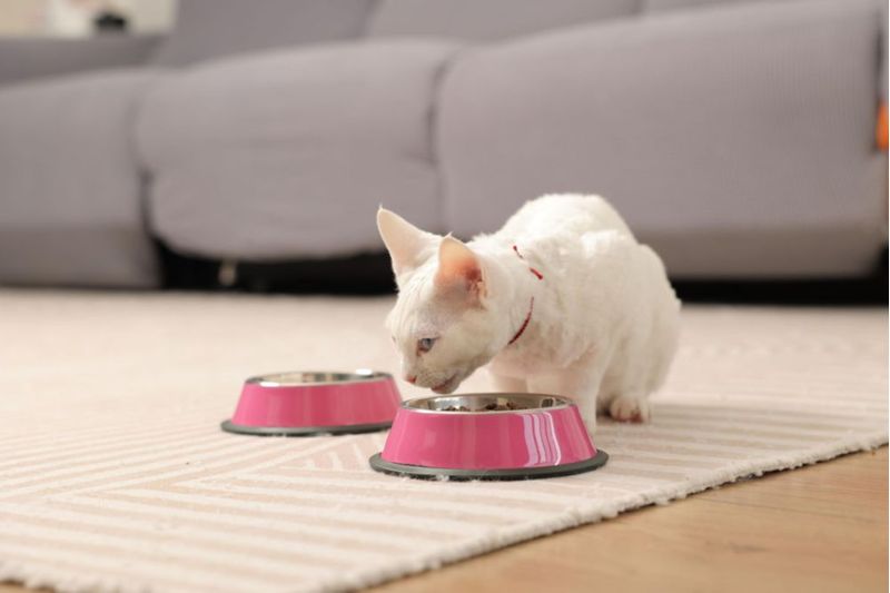 Tazones para perro Podinor paquete de 2 acero inoxidable antideslizante