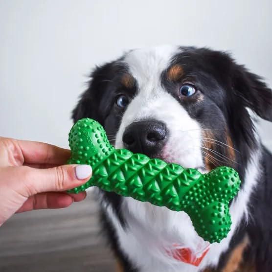 Paquete surtido de 3 juguetes Nylabone NUBZ para perros