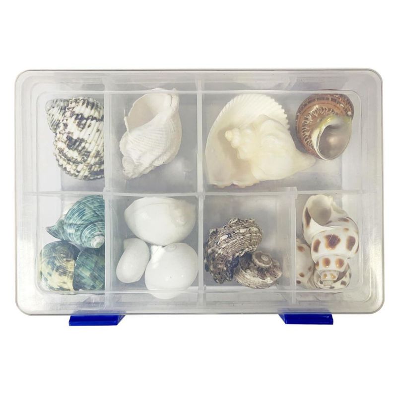 Conchas para Cangrejo Ermitaño SINKOO 17 piezas 2.5-8 cm 9 tipos