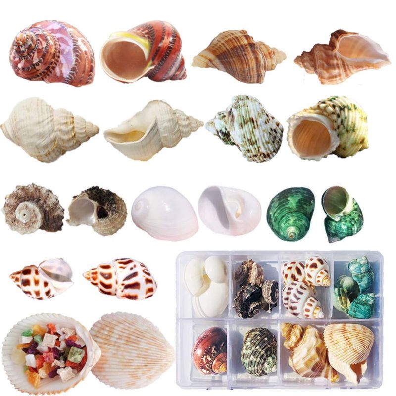 Conchas para Cangrejo Ermitaño SINKOO 17 piezas 2.5-8 cm 9 tipos