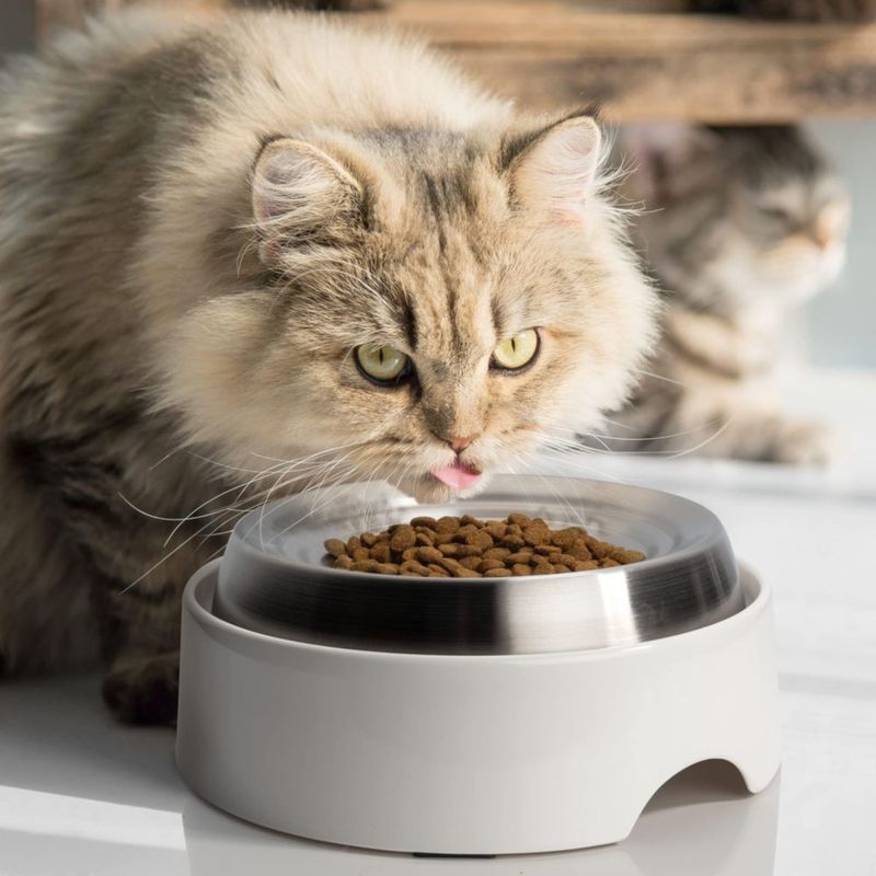 Tazón para gato CatGuru 17 cm amigable con los bigotes 150 ml