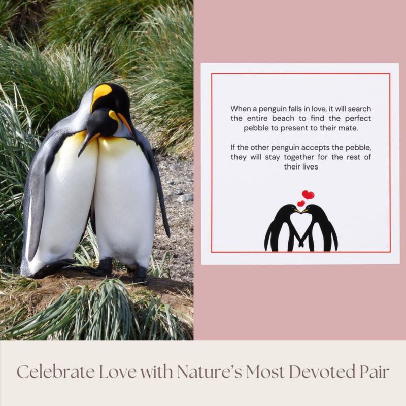 Tarjeta de Felicitación PureRejuva Regalo de Aniversario con Pingüino