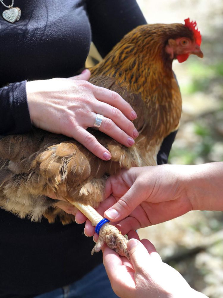 Bandas para patas Happy Hen Treats talla 9