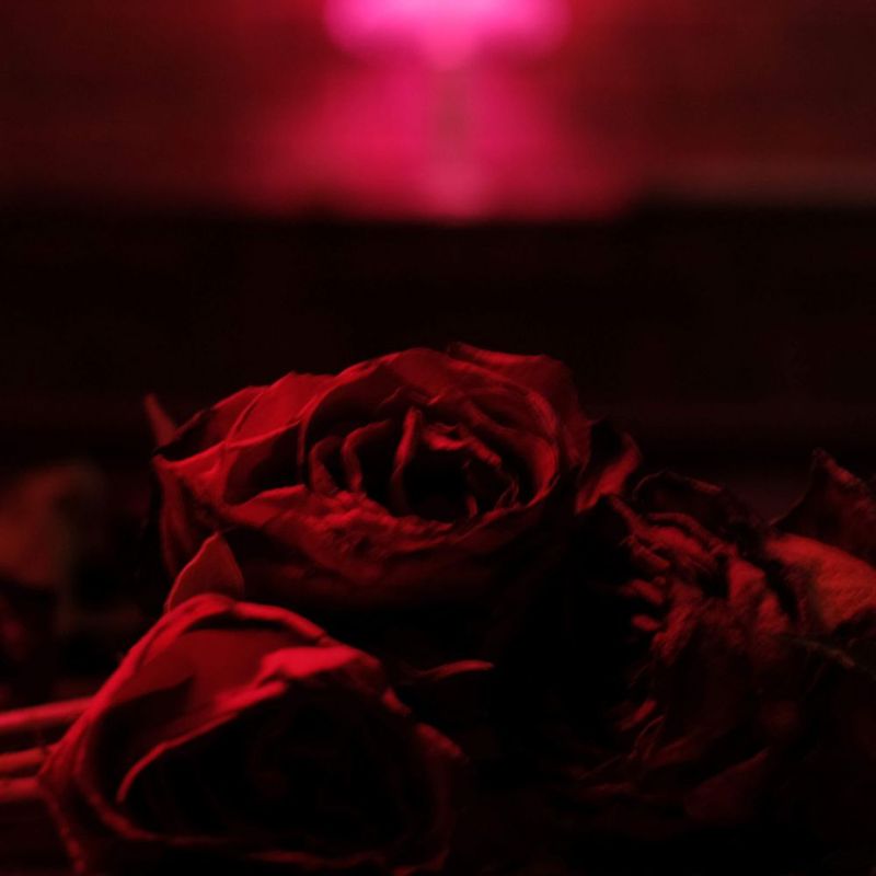 Roses de Nettwerk