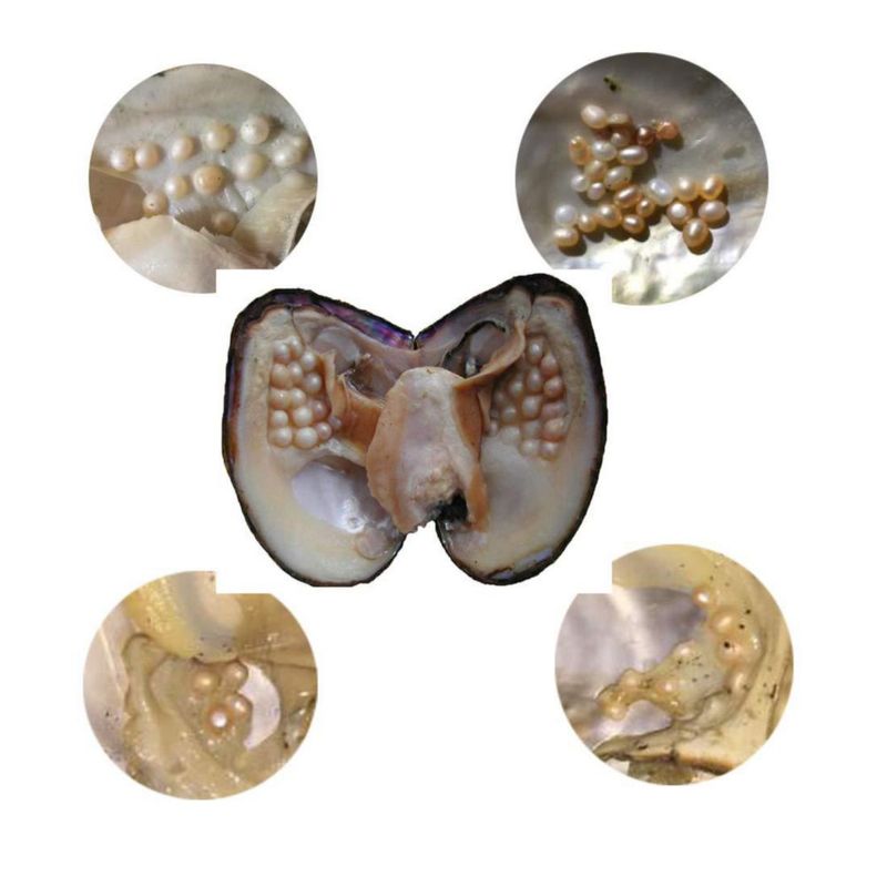 Perlas de Ostra POSHOPS – Perlas Cultivadas de Agua Dulce