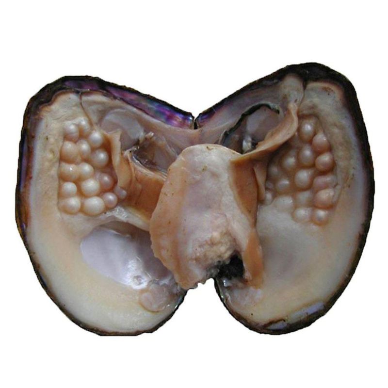Perlas de Ostra POSHOPS – Perlas Cultivadas de Agua Dulce