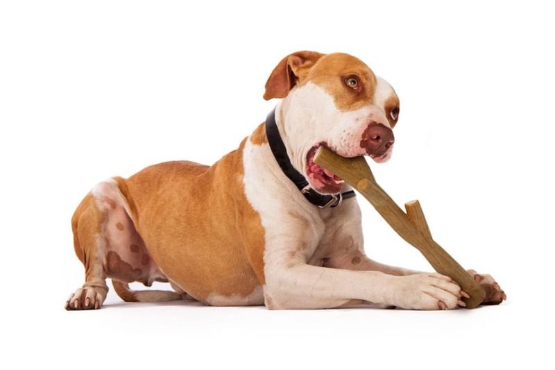 Juguete de Masticar para Perros The Chew Club – 30 cm Bambú Duradero