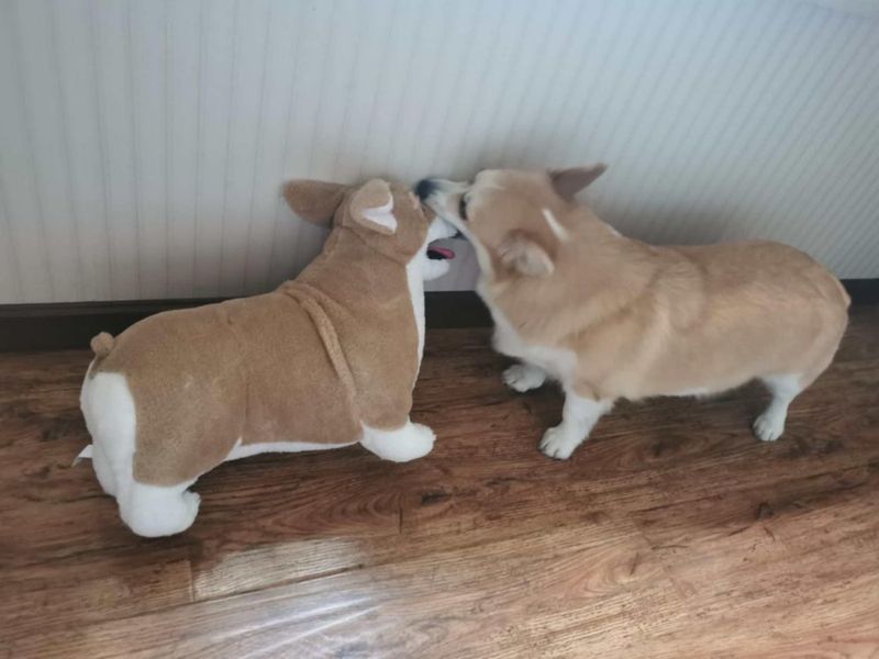 Peluche Realista WOKI Corgi 51 cm Animal de Peluche