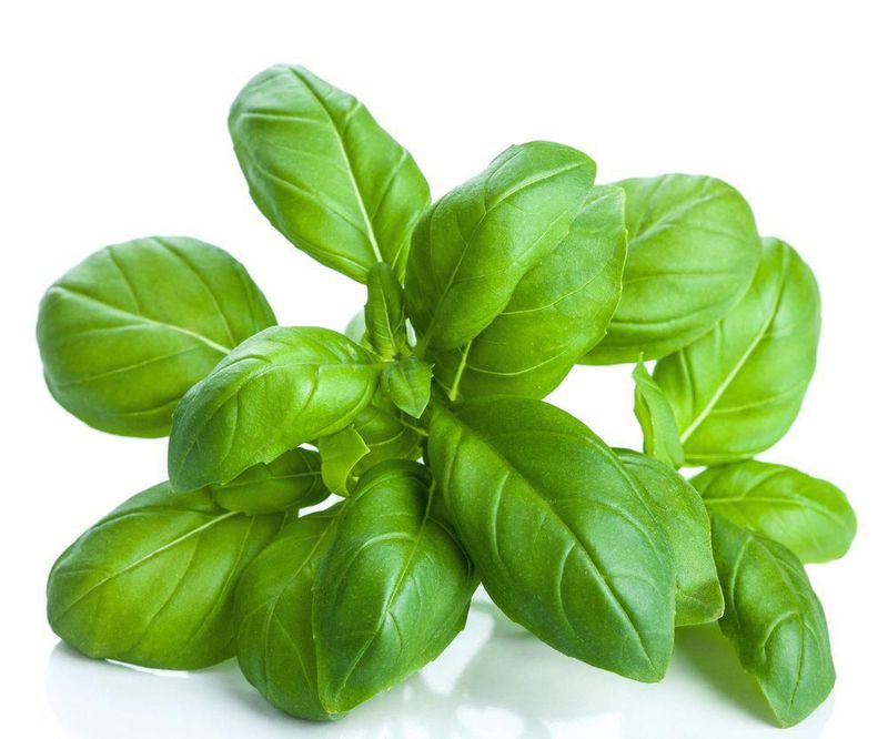 Aceite esencial de albahaca US Organic 30 ml certificado orgánico USDA