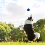 Paquete de 12 pelotas de tenis Magicorange para entrenamiento avanzado con bolsa
