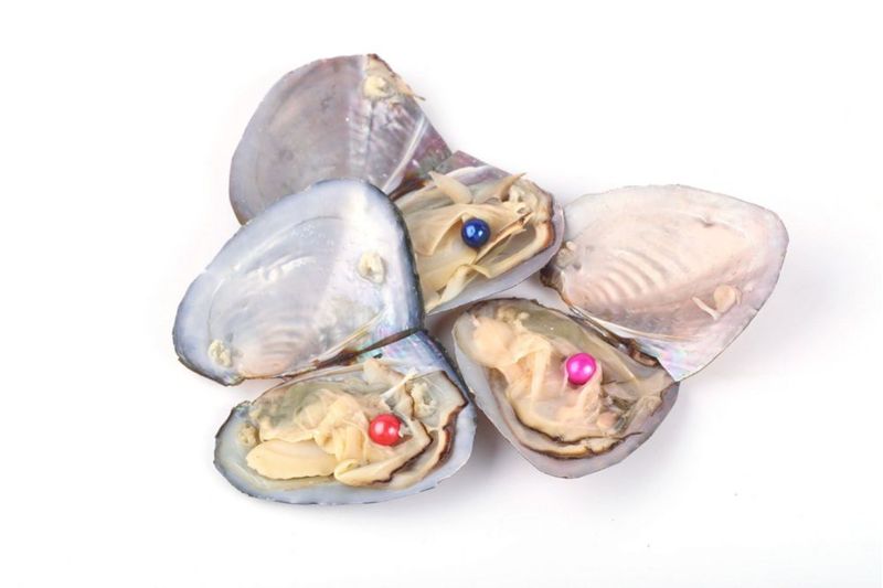 Ostras con perlas SEASAN 20 uds (7-8 mm) perlas cultivadas
