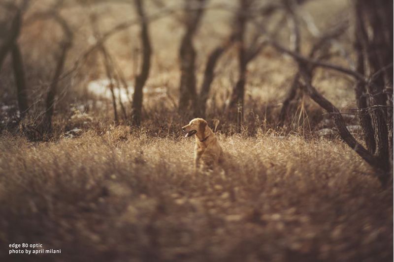Lensbaby Composer Pro II Edge 80 Optic para Canon EF