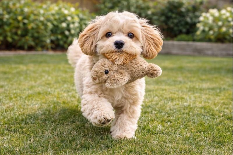 Juguete para perro Multipet 15 cm Conejo de peluche con silbato color beige/marrón
