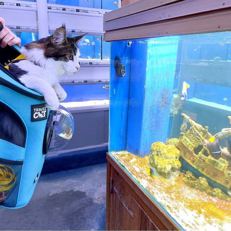 Mochila transportadora para gatos The Fat Cat aprobada por aerolíneas con ventana burbuja