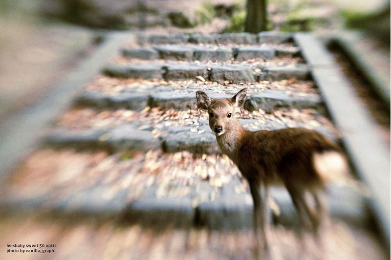 Lente Lensbaby Composer Pro II Sweet 50