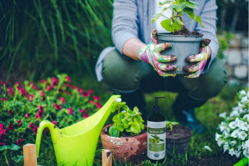 Aceite de neem velona 189 L certificado orgánico por el USDA 100% puro