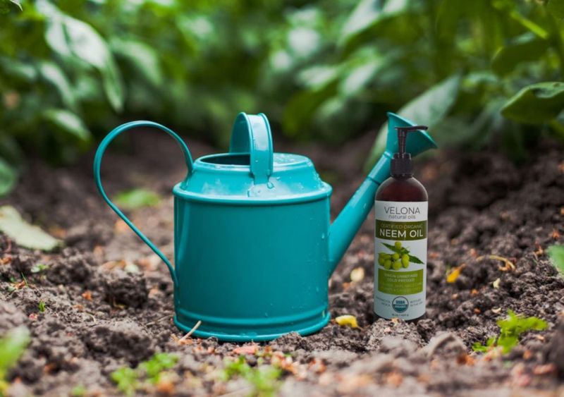 Aceite de neem velona 189 L certificado orgánico por el USDA 100% puro