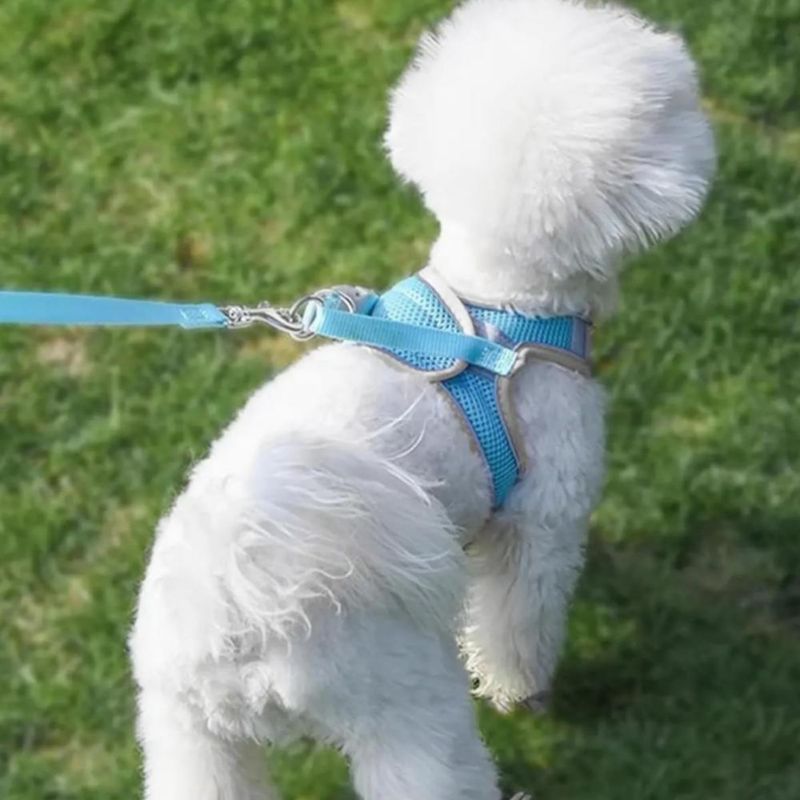 Pechera Arnés Correa Para Perros Y Gatos Muy Cómoda 2 Pzs Negro-Azul