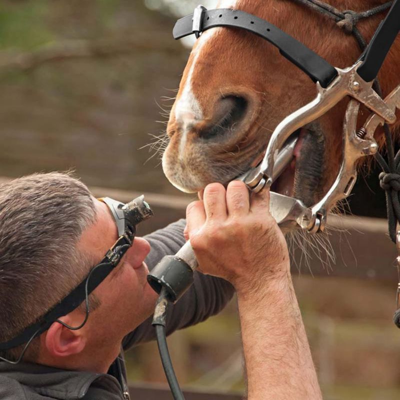 Kit Dental DEXSUR para Caballo – Especulo de Acero Inoxidable