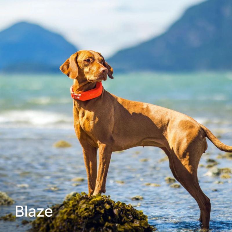 Funda Pro para Collar Halo 5 + Kit de Correa Blaze