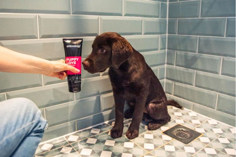 Champú para Cachorros Animology Puppy Love Piel Suave 250 ml