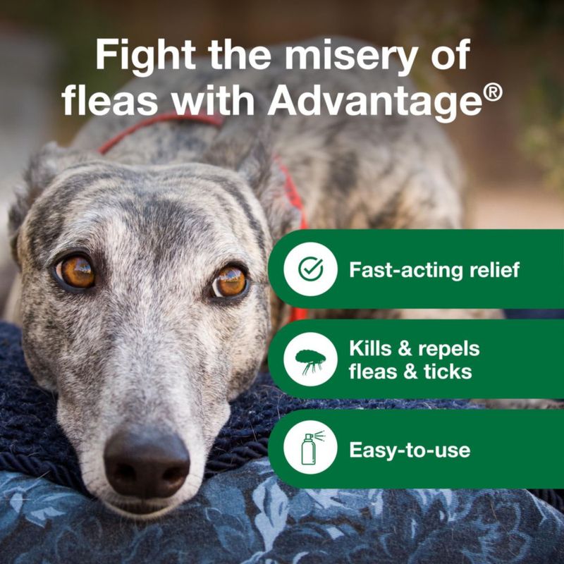 Spray Antipulgas para Perros Advantage 443 ml Mata Pulgas y Garrapatas