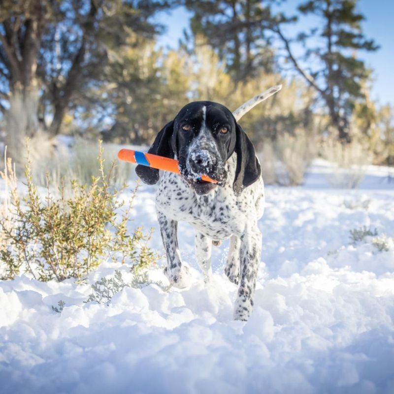 ¡Dog Fetch Stick Chuckit! Ultra Fetch para todos los tamaños de raza