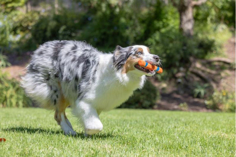 ¡Dog Fetch Stick Chuckit! Ultra Fetch para todos los tamaños de raza