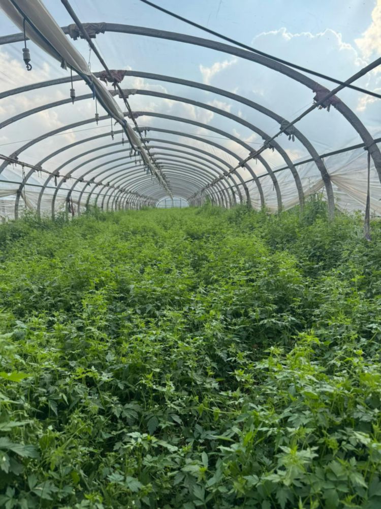 Hojas de Helecho Secas TrendCart 55 Unidades en Variaciones Verdes