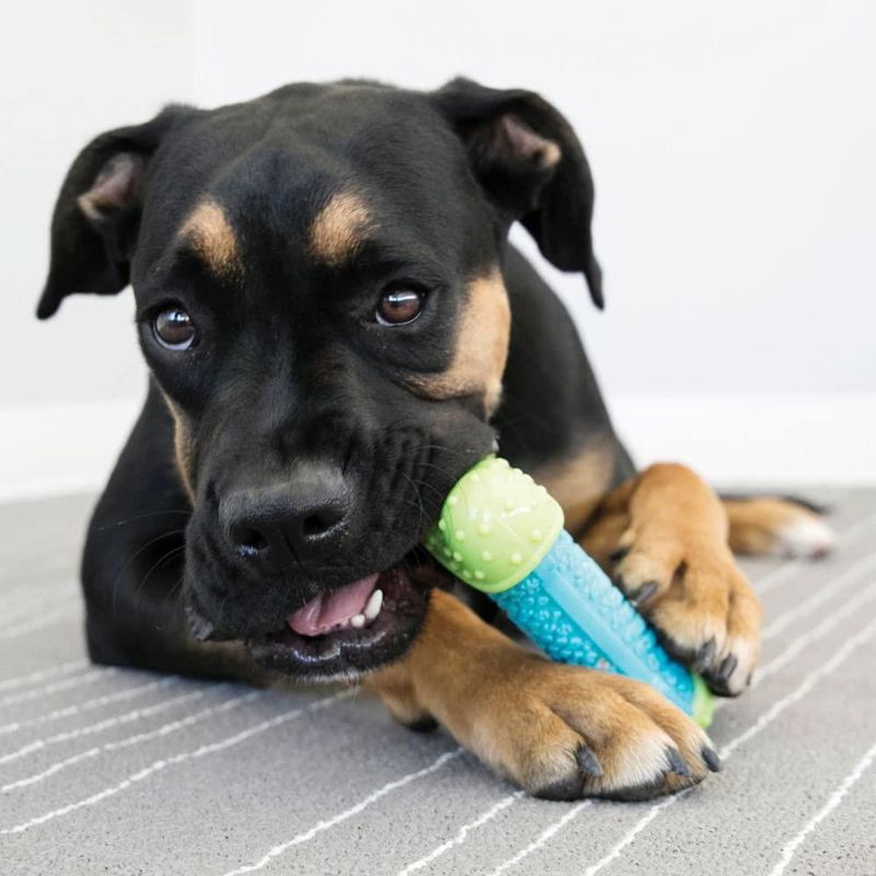 Juguete dental para masticar para perros KONG CoreStrength Bone para perros pequeños y medianos
