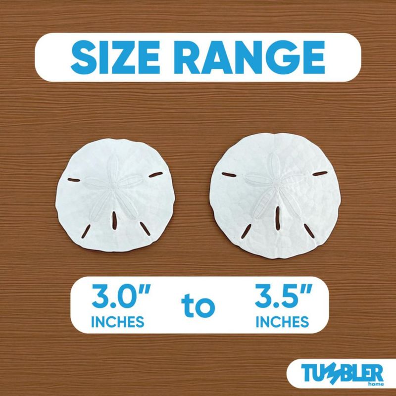 Conchas de arena Tumbler Home 8‑9 cm paquete de 10 natural