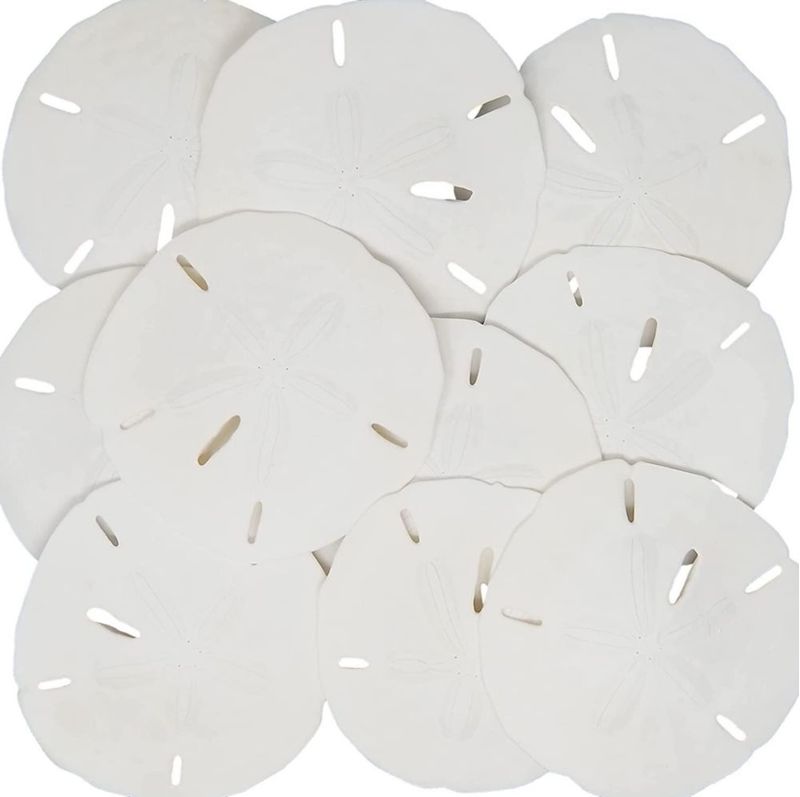 Conchas de arena Tumbler Home 8‑9 cm paquete de 10 natural