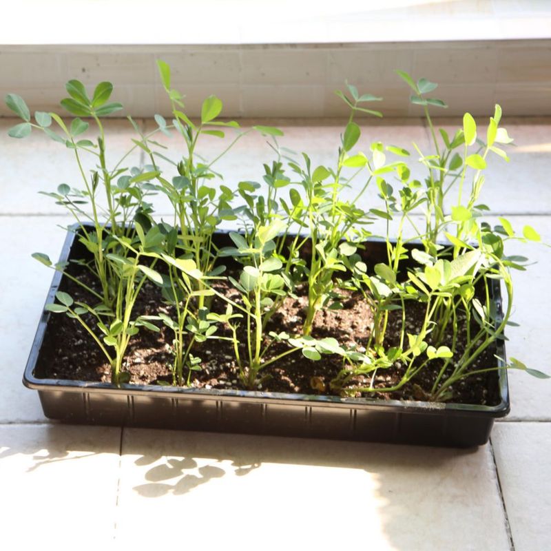 Bandejas para cultivo de plantas Mr. Pen paquete de 10 43 x 25 x 6 cm