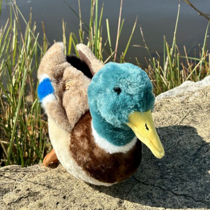 Peluche Pato 30 cm – The Petting Zoo