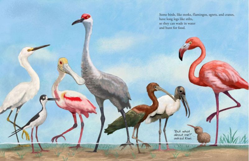 Libro PETER PAUPER PRESS Todos los Pájaros del Mundo 22x29 cm