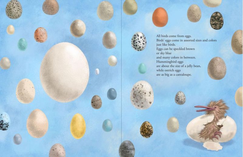 Libro PETER PAUPER PRESS Todos los Pájaros del Mundo 22x29 cm