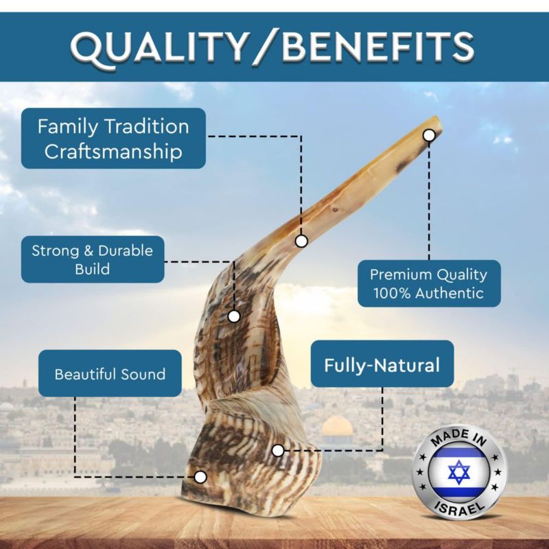 Shofar de carnero Yomtov Shalom 15‑17 cm Kosher Israel