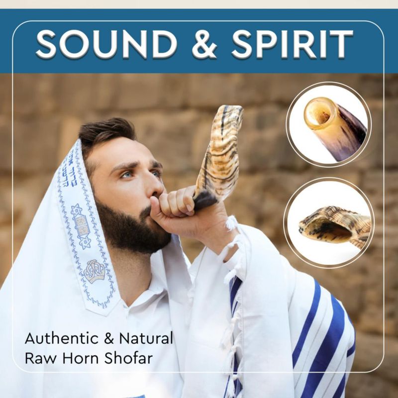 Shofar de carnero Yomtov Shalom 13-15 cm Kosher Israel