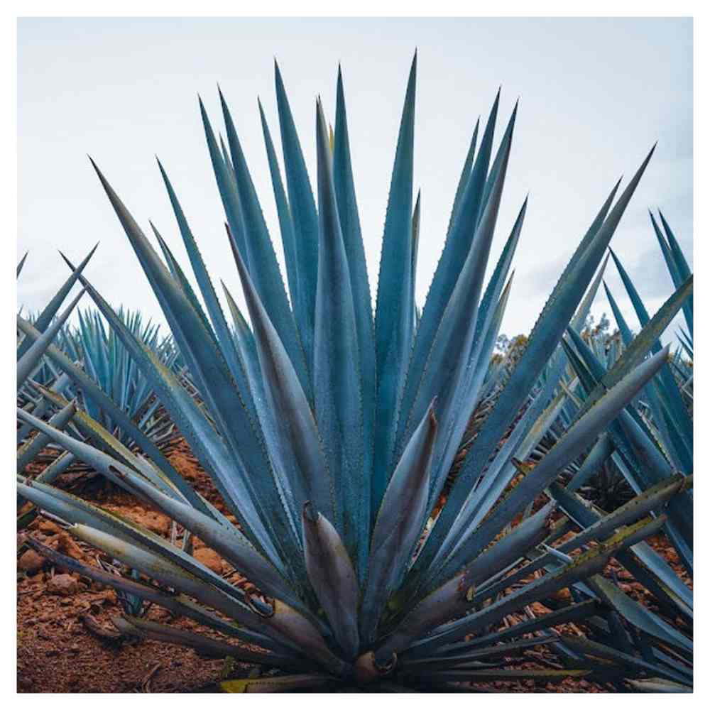 Pack de 2 Licor de Agave El Jefe Mango 1 L