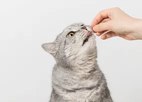 Nuevas_Categorias_Mascotas_Gatos_Alimentos_premios_suplementos